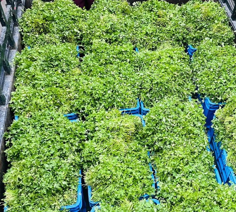 Coriander crates close angle