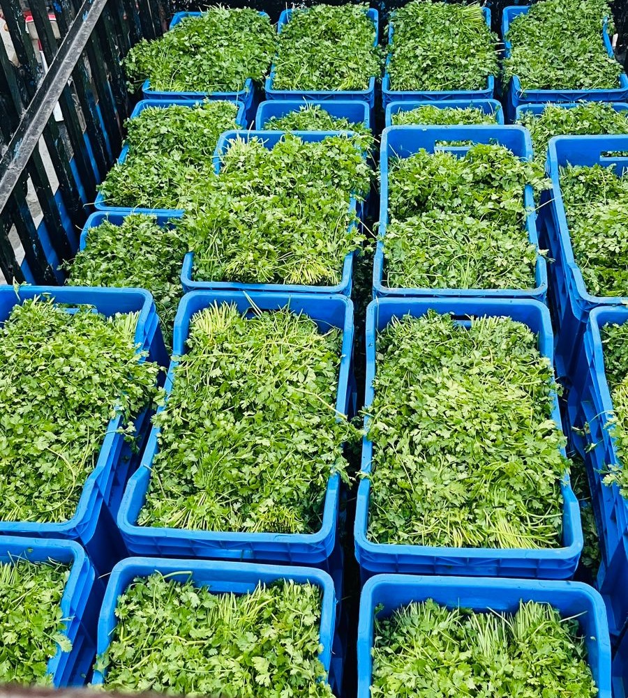 Coriander crates delivery rows